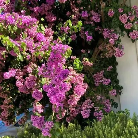 Pansion Palme * Drvenik (Split-Dalmatia)